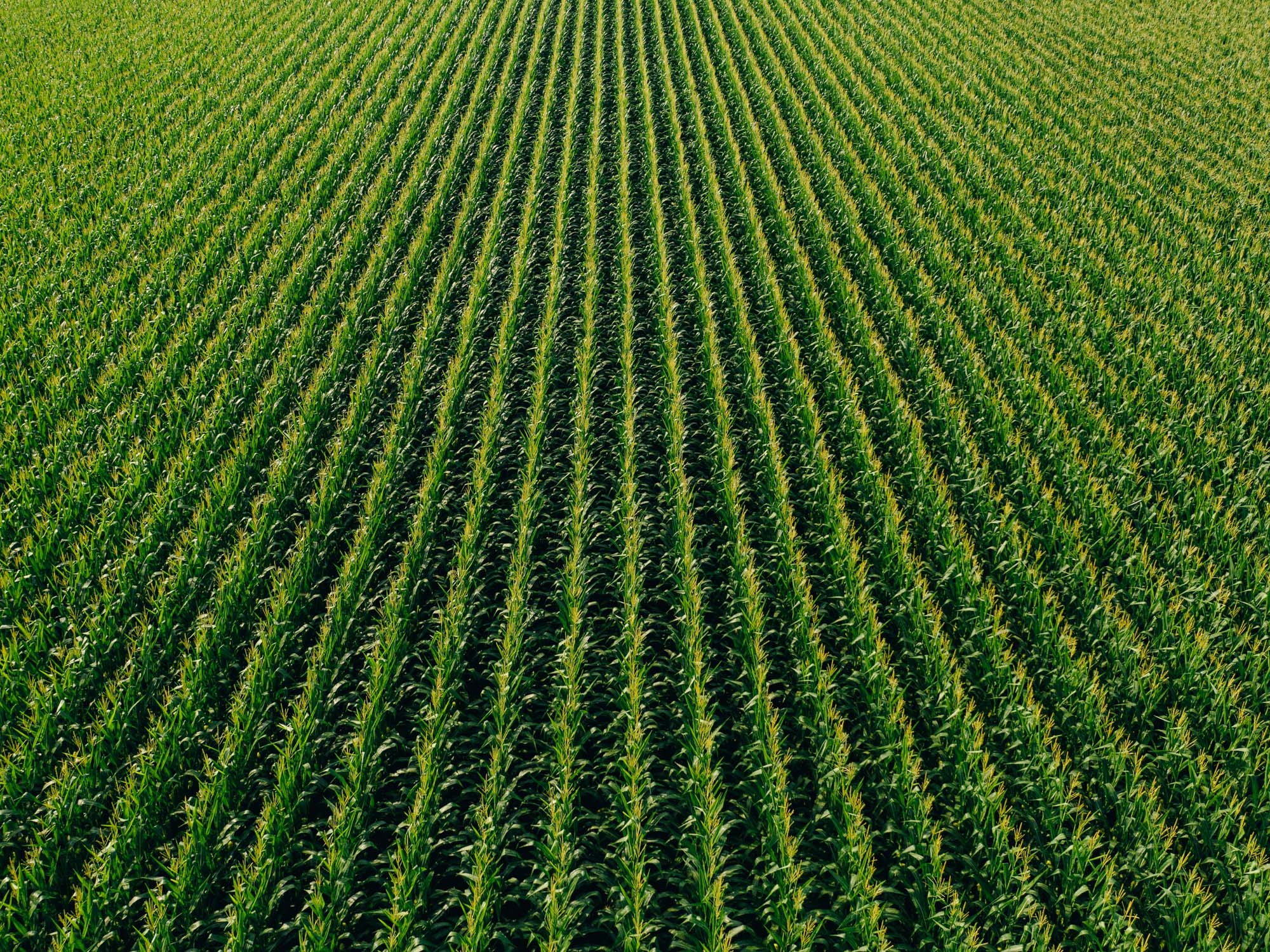 farmer's field of crops