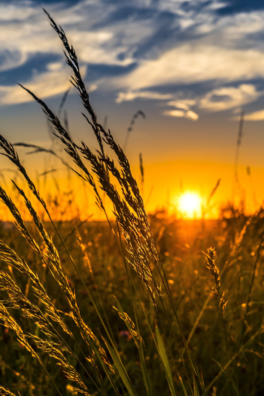 wheat field